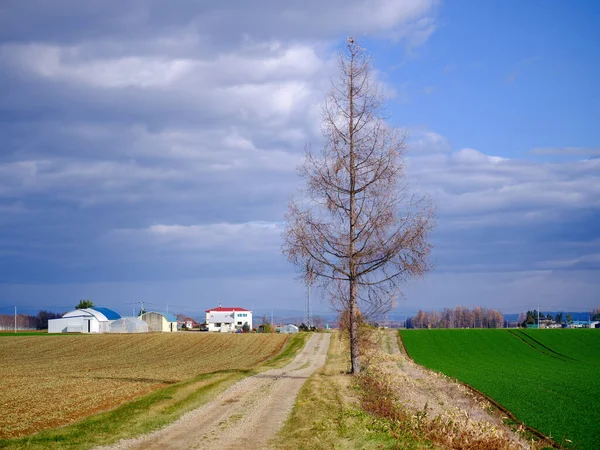 Дерево Біля Дороги Сільській Місцевості — стокове фото