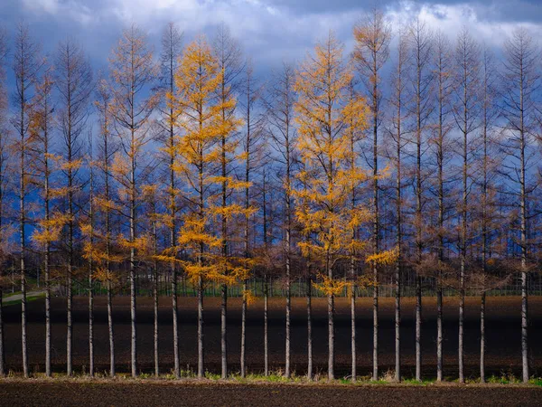 Winddicht Bos Herfst Hokkaido — Stockfoto