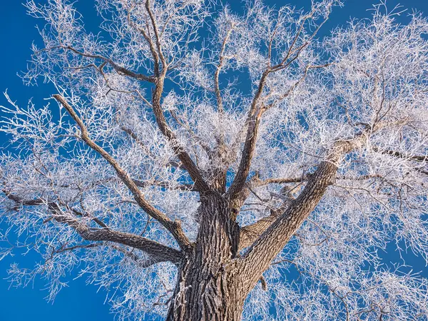 Frostbedeckter Baum Und Blauer Himmel — Stockfoto