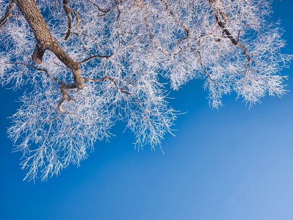 Frostbedeckter Baum Und Blauer Himmel — Stockfoto