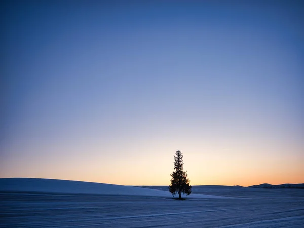 北海道冬季落日与树木 — 图库照片