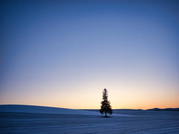 Pôr Sol Árvore Winer Hokkaido — Fotografia de Stock