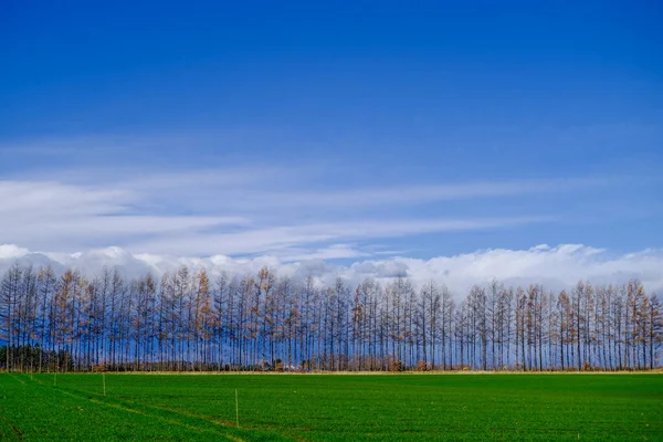 Вітрозахисний Ліс Блакитне Небо — стокове фото