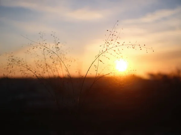 Plantă Răsărit Soare Iarna — Fotografie, imagine de stoc