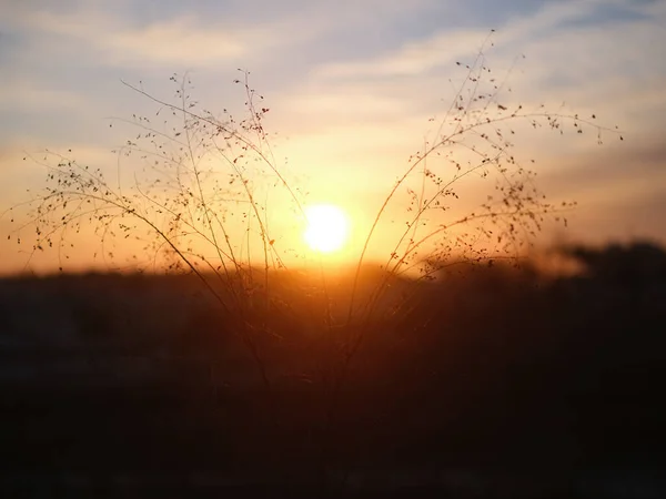 Planta Amanecer Invierno —  Fotos de Stock