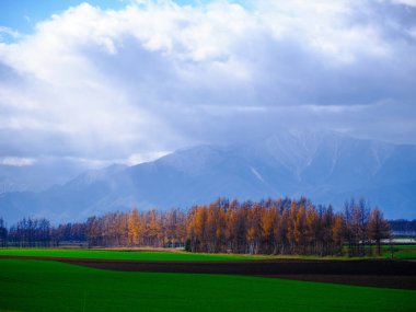 Sonbaharda hokkaido rüzgarsız ormanı