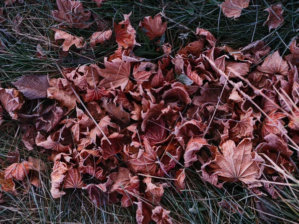 Gevallen Bladeren Bevroren Winter — Stockfoto
