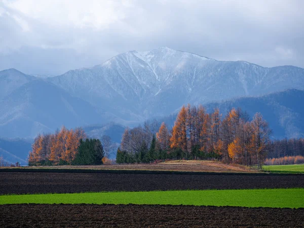 Windproof Forest Autumn Hokkaido — Stock Photo, Image