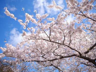 Kiraz çiçekleri ve mavi gökyüzü