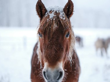 Dosanko atı kış otlağında