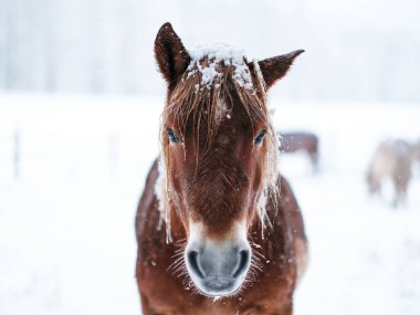 Dosanko atı kış otlağında