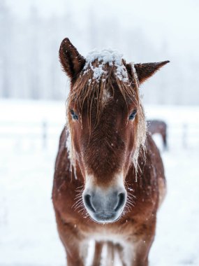 Dosanko atı kış otlağında