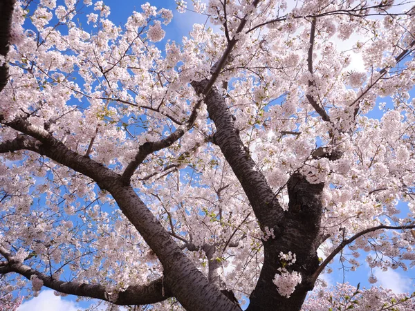 Kiraz çiçekleri ve mavi gökyüzü