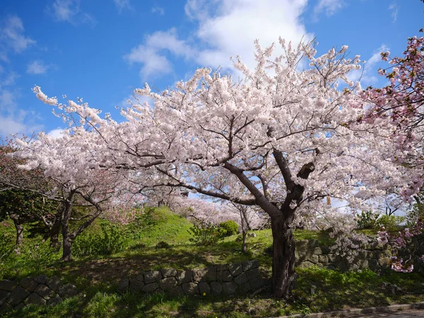 Flores Cereja Céu Azul — Fotografia de Stock