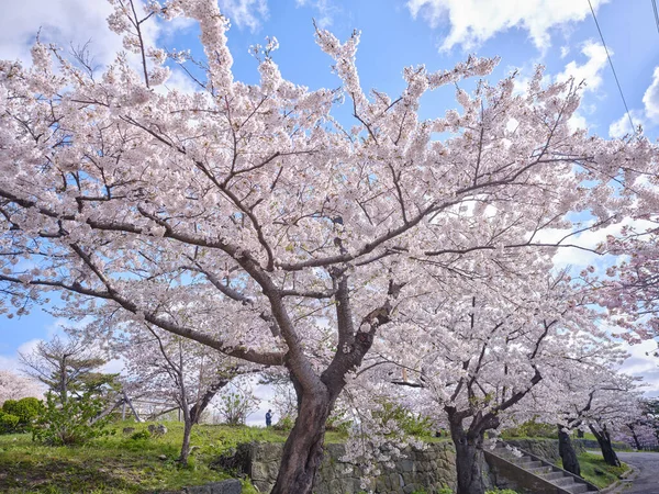 Körsbärsblommor Och Blå Himmel — Stockfoto