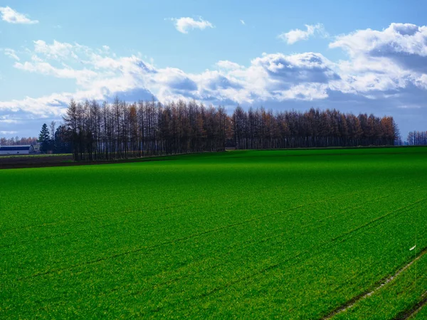 Осіннє Пшеничне Поле Хоккайдо — стокове фото