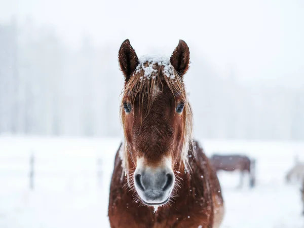 Dosanko Άλογο Χειμερινό Βοσκότοπο — Φωτογραφία Αρχείου