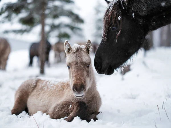 Förälder Och Barn Häst Vintern — Stockfoto