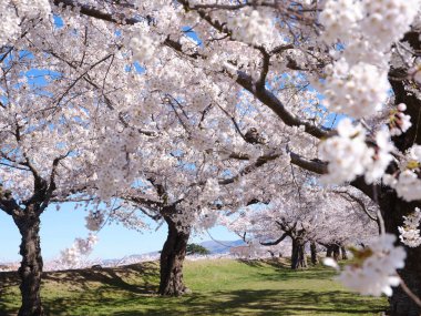 Japonya 'da kiraz çiçekleri var.