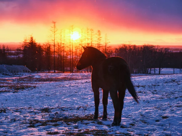 Pferd Und Sonnenaufgang Hokkaido — Stockfoto