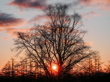 Kış sabahı gündoğumu Hokkaido