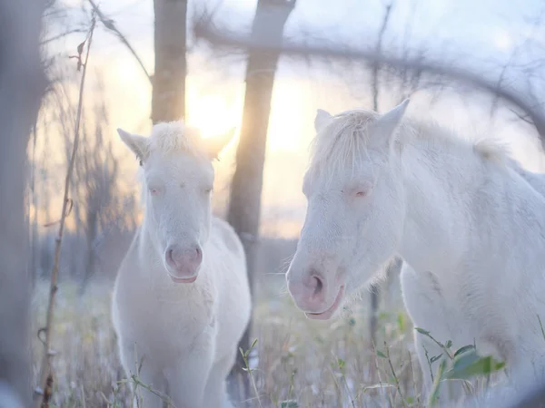 Zwei Weiße Pferde Wintermorgen — Stockfoto