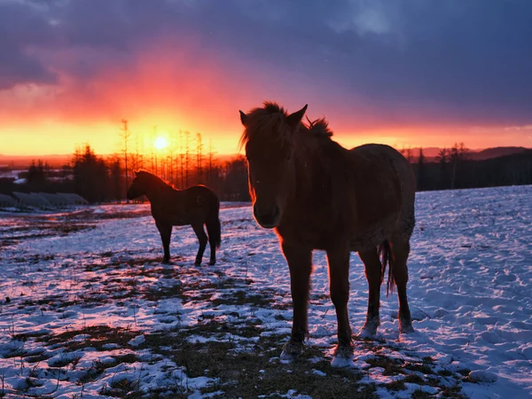 Pferd Und Sonnenaufgang Hokkaido — Stockfoto