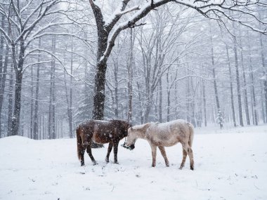 Dosanko atı kış otlağında