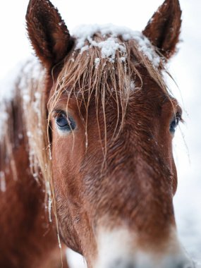 Dosanko atı kış otlağında