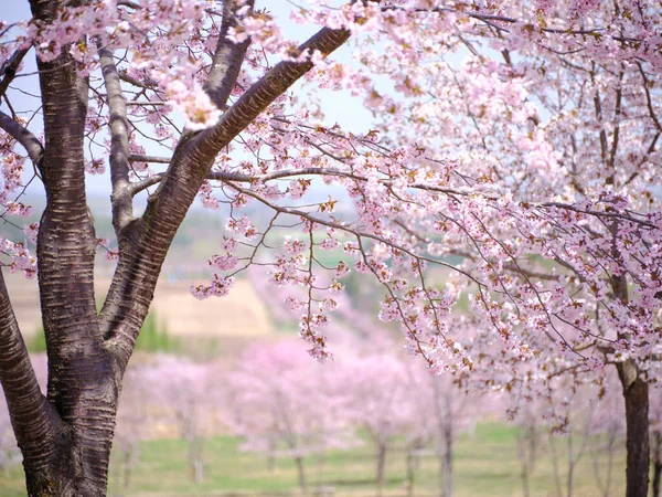 Třešňové Květy Nakasatunai Hokkaido — Stock fotografie
