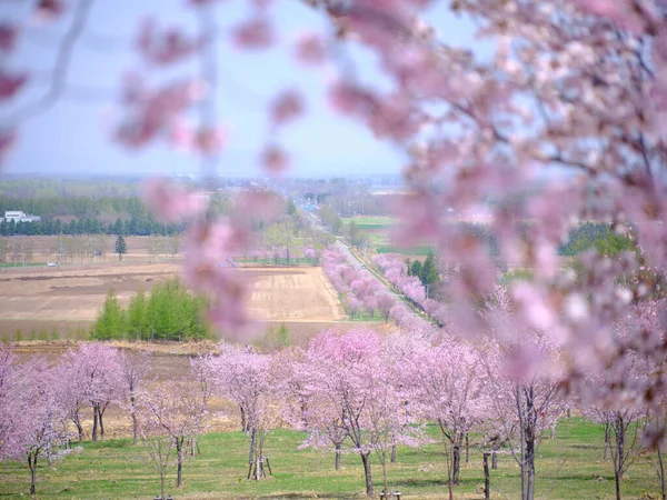 Cherry Blossoms Nakasatunai Hokkaido — Stock Photo, Image