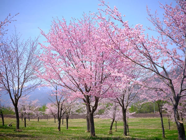 Flores Cereja Nakasatunai Hokkaido — Fotografia de Stock
