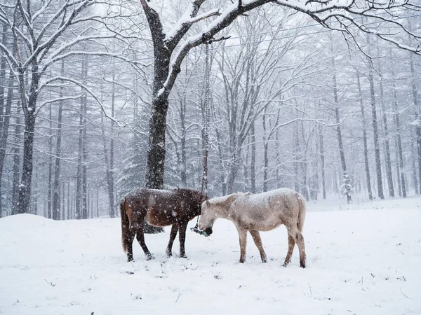Dosanko atı kış otlağında