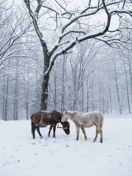 Dosanko atı kış otlağında