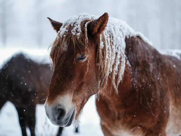 Dosanko Koń Pastwisku Zimowym — Zdjęcie stockowe