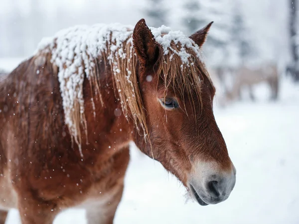 Cavallo Dosanko Pascolo Invernale — Foto Stock