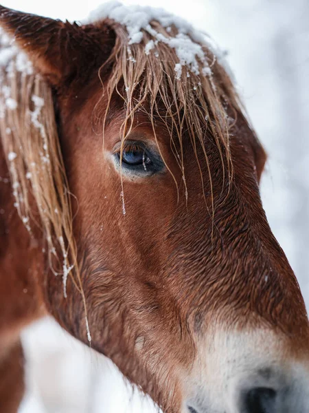 Dosanko atı kış otlağında