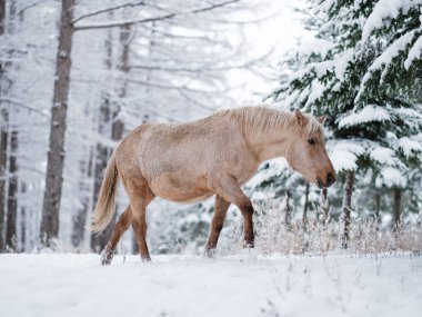 Dosanko atı kış otlağında