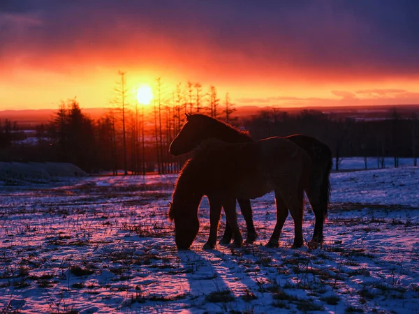 Кінь Рано Вранці Хоккайдо — стокове фото