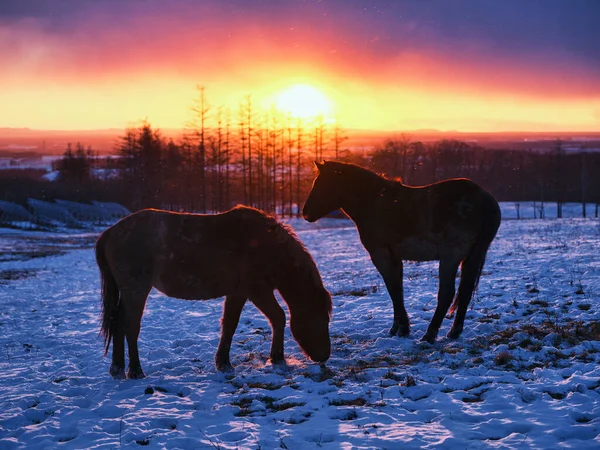 Pferd Frühmorgendlichen Hokkaido — Stockfoto