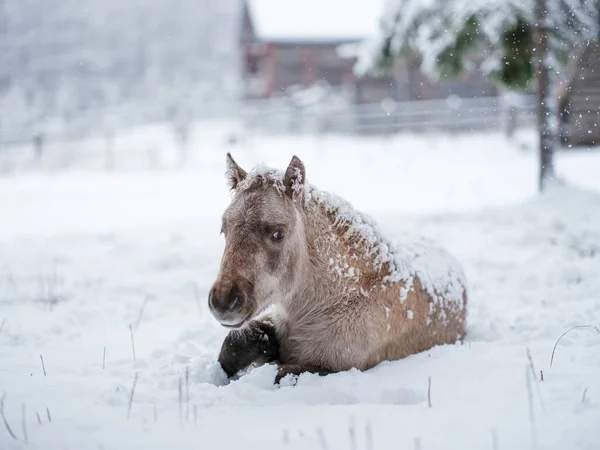 Cavalo Pastel Inverno Hokkaido — Fotografia de Stock
