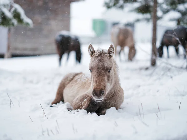 Kůň Zimě Pastue Hokkaido — Stock fotografie