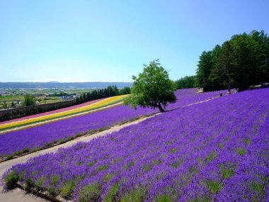 Yaz Hokkaido 'sunda labender tarlası