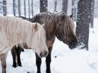 Dosanko atı kış otlağında