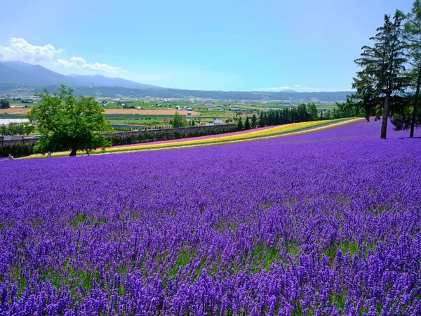 Yaz Hokkaido 'sunda labender tarlası