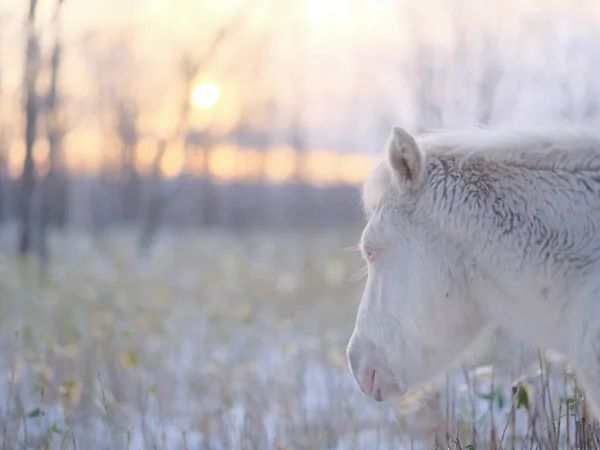 Caballo Madrugada Hokkaido — Foto de Stock