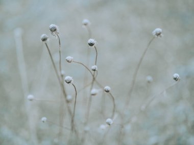 Kış Hokkaido 'sunda ölü ot