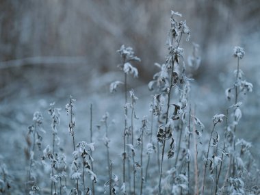 Kış Hokkaido 'sunda ölü ot
