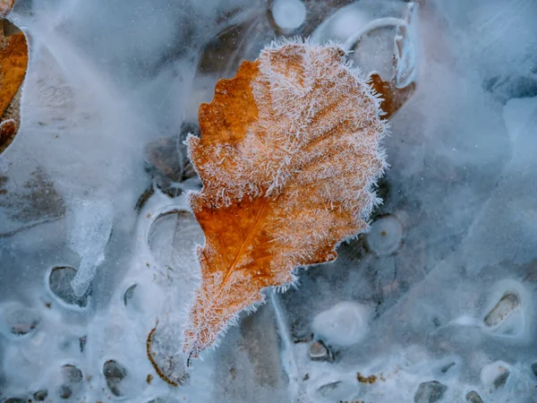 Fagyasztott Levél Téli Folyóban — Stock Fotó