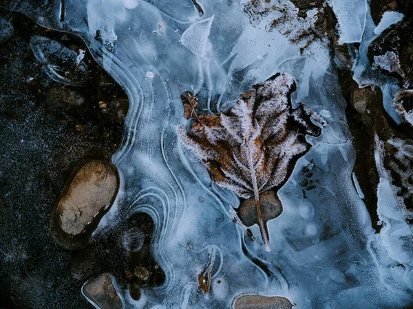 Hoja Congelada Invierno Río —  Fotos de Stock